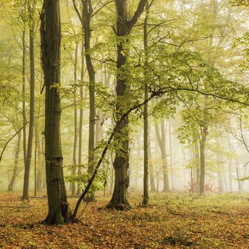 Mixed forest of hornbeams and copper beeches in autumn with fog, Burgenlandkreis, Saxony-Anhalt, Germany