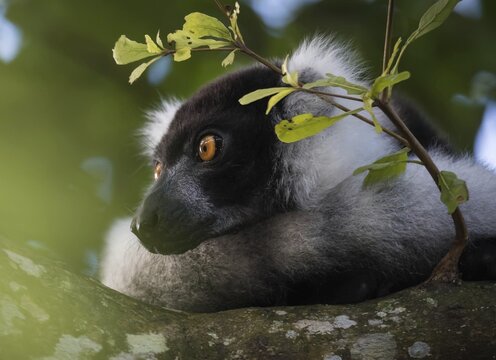 Collar lemur (Varicea varigata), portrait, rainforest, eastern Madagascar, Madagascar