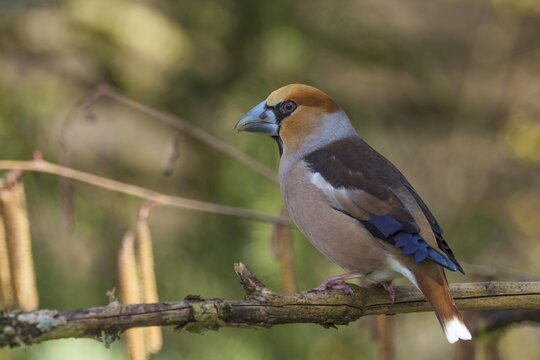 A male hawfinch (Coccothraustes coccothraustes) with striking plumage sitting on a branch against a blurred background, Baden-W&uuml;rttemberg, Germany