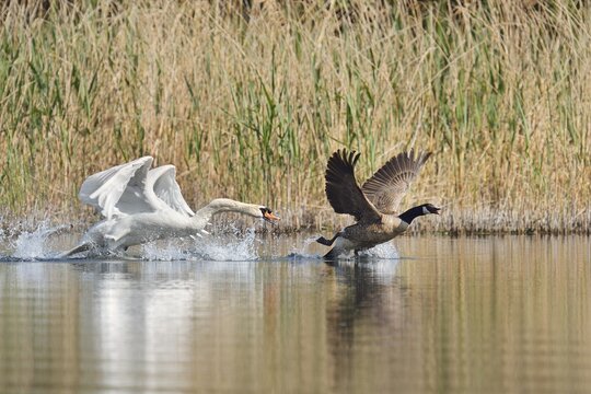 Mute swan (Cygnus olor) chasing away a Canada goose (Branta canadensis), North Rhine-Westphalia, Germany