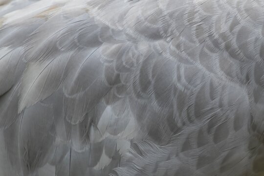 Common crane (Grus grus) adult bird close up of the birds wing feathers, England, United Kingdom
