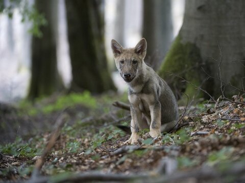 Wolf (Canis lupus), pup, sitting in the forest, captive, Germany