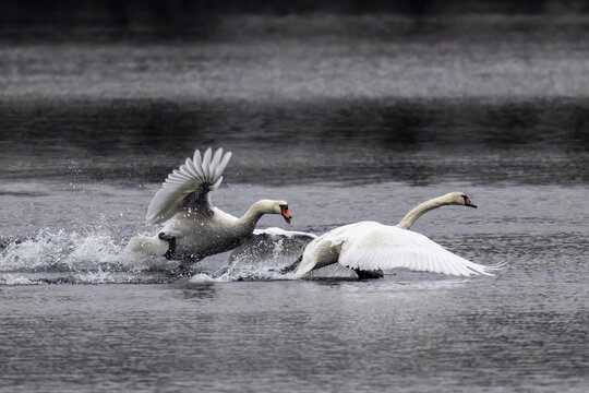 Two swans racing across the water in an aggressive posture, wings raised, Mute Swan, (cygnus olor), wildlife, Germany