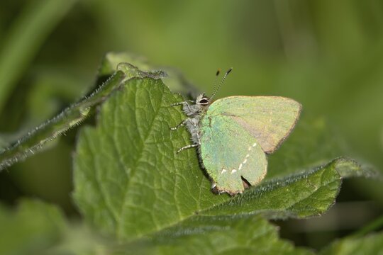 Green hairstreak butterfly (Callophrys rubi) adult insect resting on a plant leaf in spring, England, United Kingdom