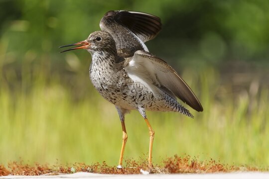 Bird with open beak in a meadow in a natural environment with raised wings, redshank, (Tringa totanus), France