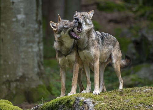 Wolves (Canis lupus) standing on a rock covered with moss, social behaviour, captive, Bavarian Forest National Park, Bavaria, Germany