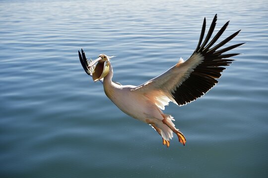 Great white pelican (Pelecanus onocrotalus) flies by with wide open beak and, Atlantic, Walvis Bay, Namibia
