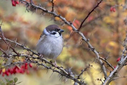Tree sparrow (Passer montanus) sitting in a barberry bush, Littlewood Ranch, Limbach, Burgenland, Austria