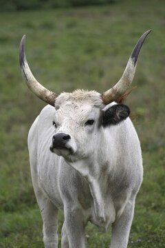 Hungarian domestic cattle (Bos primigenius taurus), steppe cattle, longhorn cattle Hungary