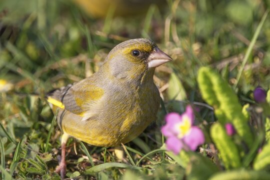 A male greenfinch (Carduelis cloris) sitting in a meadow next to pink flowers in spring, Baden-W&uuml;rttemberg, Germany
