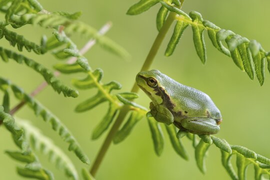 European tree frog (Hyla arborea), Zandvort, Netherlands