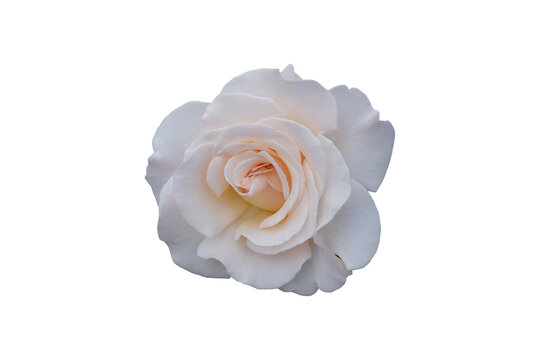 White rose flower isolated on transparent background, PNG cutout element for design.