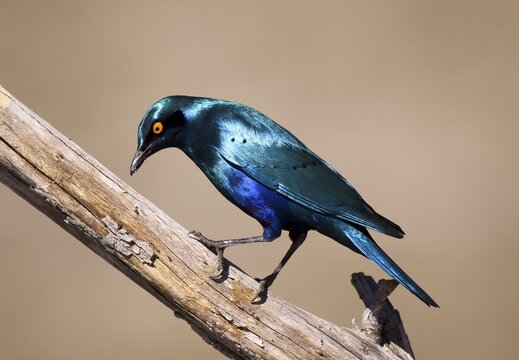 Cape Glossy-Starling (Lamprotornis nitens), Ihaha, Chobe National Park, Botswana, Africa