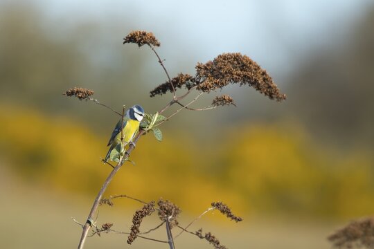 Blue tit (Cyanistes caeruleus) adult garden bird feeding on insects on a Buddleia (Buddleja davidi) bush in spring, RSPB Minsmere nature reserve, Suffolk, England, United Kingdom