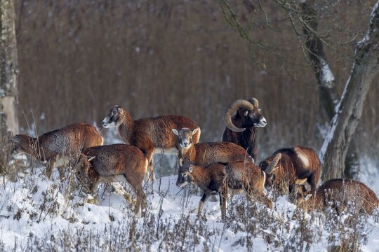 The last rays of the winter sun meet a pack of European mouflon (Ovis gmelini), winter, snow, Germany
