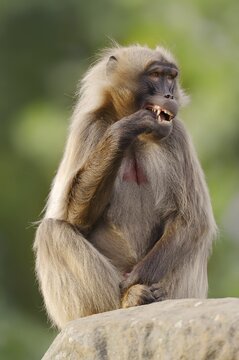 Djelada or gelada baboon (Theropithecus gelada), captive, occurring in Ethiopia