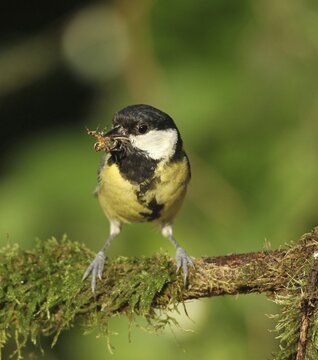Great tit (Parus major) with captured cross spider (Araneus) Allg&auml;u, Bavaria, Germany
