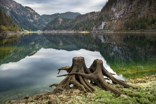 The Vordere Gosausee in autumn with a view of the Gasthof Gosausee. Two uprooted tree stumps in the foreground. Cloudy sky. Long exposure. Reflection. Vorderer Gosausee, Gosau, Gosau Valley, Salzkammergut, Upper Austria, Austria