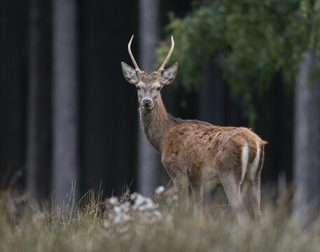 Red deer (Cervus elaphus), young stag, spit stands on a forest meadow, captive, Germany