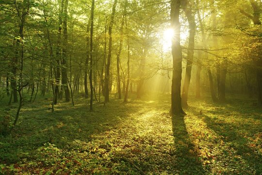 Light-flooded deciduous forest of oaks and beeches in the early morning, sun shines through fog, near Freyburg, Burgenlandkreis, Saxony-Anhalt, Germany
