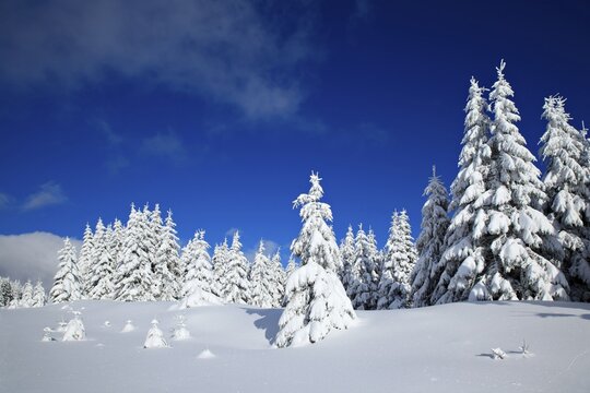 Snow-covered winter landscape, spruces (Picea abies) covered by snow, bright sunshine, blue sky, Harz National Park, Saxony-Anhalt, Germany