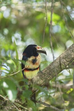 Collared Aracari (Pteroglossus torquatus), Costa Rica, Central America