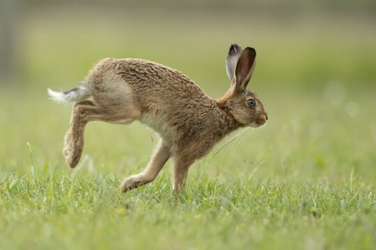 Brown hare (Lepus europaeus) adult wild animal running in grassland in summer, England, United Kingdom