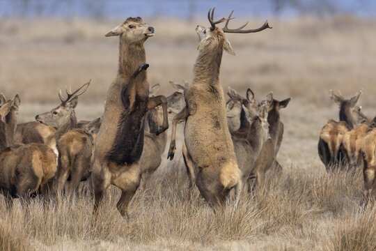 A young red deer (Cervus elaphus) with antlers invites an old deer that has already shed its antlers to fight, but this confrontation has a playful character, ranking, fight, dispute, Denmark