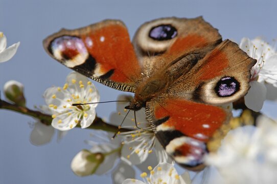 Peacock butterfly (Inachis io, Nymphalis io) on the flowers of blackthorn (Prunus spinosa), Thuringia, Germany