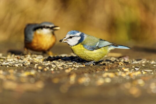 Two birds, including a blue tit, eating seeds, Blue tit (Cyanistes caeruleus), wildlife, Germany