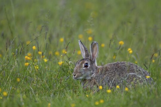 Moorland meadows offer the wild rabbit (Oryctolagus cuniculus) a rich food spectrum, Germany
