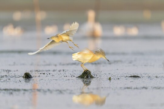 Egret (Ardeola ralloides), bird, in morning light, Danube Delta, Romania