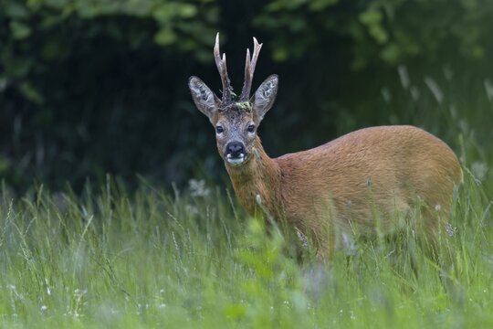 Roebuck (Capreolus capreolus) with unusual horns, an 8-pointer, abnormal, eyes, eye contact, summer coat, Germany