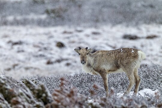 The onset of winter in late spring does not disturb the reindeer cow (Rangifer tarandus), snowfall, snow, winter, cold, Sweden
