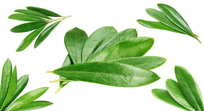 Green fresh leaf kit with clipping path