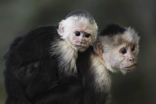 White-shouldered capuchin monkey or white-headed capuchin (Cebus capucinus), female with young, captive, occurring in South America