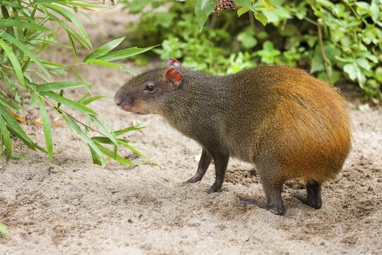 Red-rumoped agouti (Dasyprocta leporina), captive, Thuringia, Germany