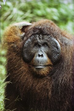 Orang Utan (Pongo pygmaeus), old male, Camp Leakey, Tanjung Puting National Park, Borneo