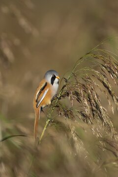 Bearded tit or reedling (Panurus biarmicus) adult male bird on a reed stem in a reedbed, England, United Kingdom