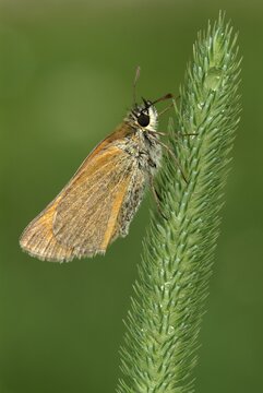 Small Skipper butterfly (Thymelicus sylvestris), Angerberg, Tirol, Austria