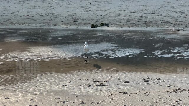 Little egret walking and foraging on the wet sandy beach during low tide