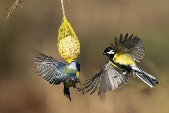 Great tit (Parus major) flies at a titmouse dumpling, wildlife, Germany