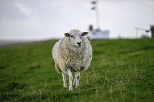 Sheep on a dyke, Pellworm Island, Schleswig-Holstein Wadden Sea National Park, North Frisia, Germany