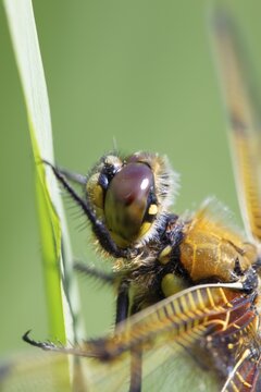 Four spotted chaser (Libellula quadrimaculata) dragonfly resting on an Iris plant leaf, Norfolk, England, United Kingdom