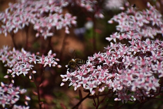 Flowering plant of Sedum Album, the White Stonecrop, in the garden.