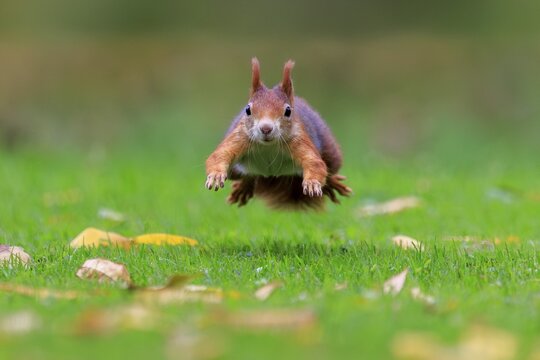 A red squirrel jumps right across green grass, soft bokeh and yellow leaves create a lively scene, squirrel (Sciurus vulgaris), wildlife, Germany