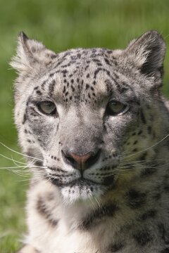 Snow leopard (Panthera uncia) adult animal head portrait, England, United Kingdom, Captive