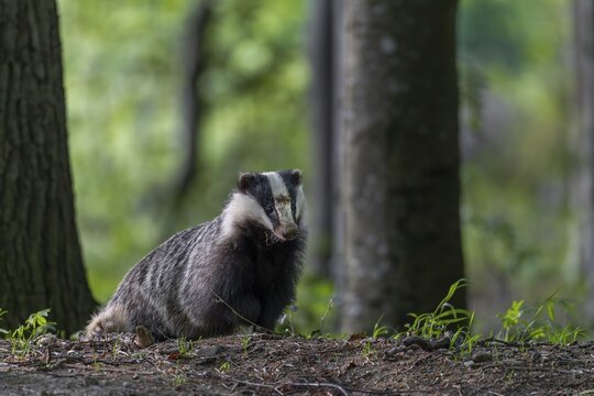 The badger moth (Meles meles) spends a few minutes in front of the burrow in front of setting off in search of food, nocturnal, Germany