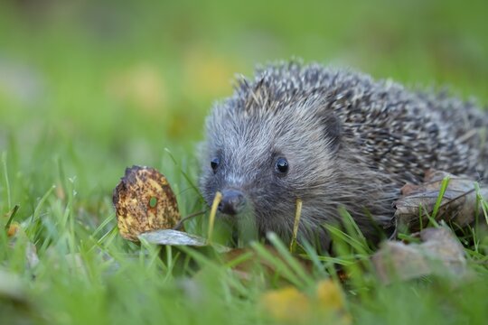 European hedgehog (Erinaceus europaeus) adult animal walking on a garden grass lawn in autumn, England, United Kingdom