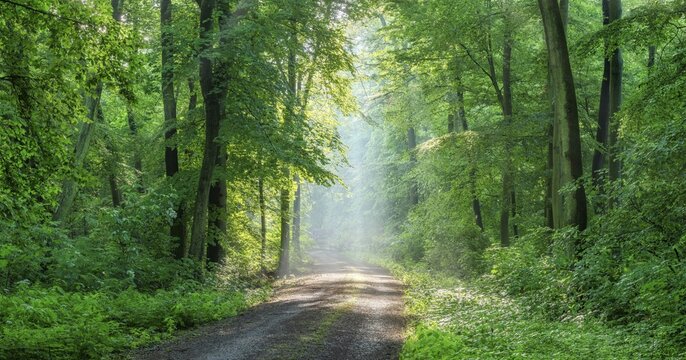 Hiking trail through light-flooded beech forest, sunbeams break through morning mist, Freyburg (Unstru), Saxony-Anhalt, Germany
